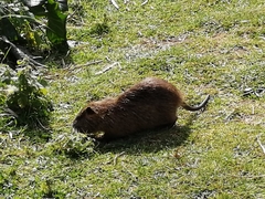 Myocastor coypus
