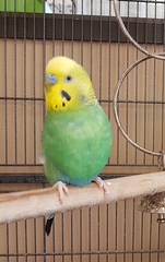 Melopsittacus