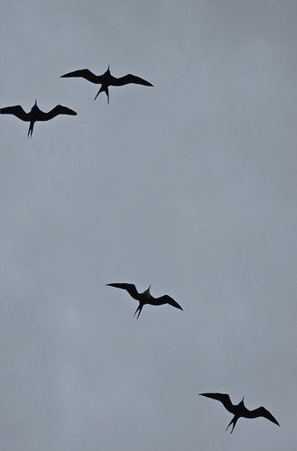 Aves observed 2026-03-13