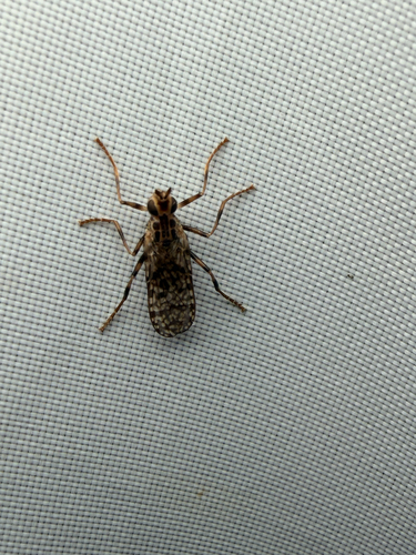 Unknown species found near Hedgestone Dr, San Antonio, TX, US