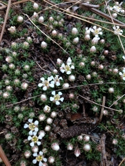 Pyxidanthera brevifolia