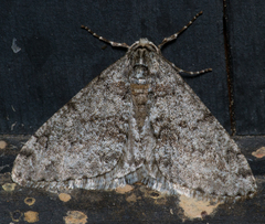 Phigalia denticulata