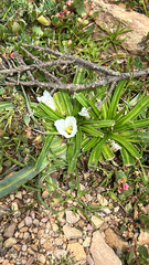 Calandrinia acaulis