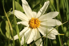 Wyethia helianthoides