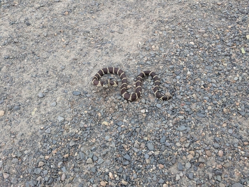 California King Snake