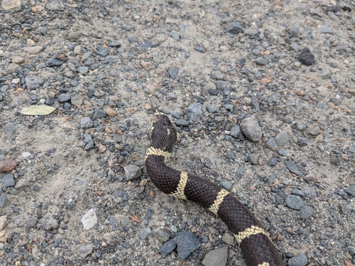 California King Snake