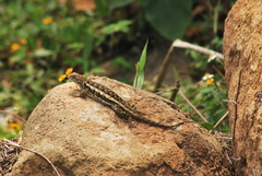 Sceloporus horridus