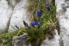 Gentiana occidentalis