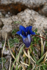 Gentiana occidentalis