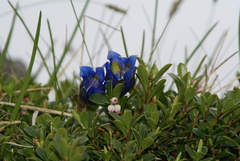 Gentiana occidentalis