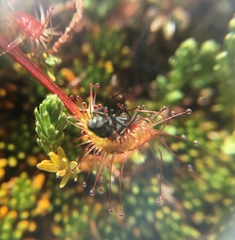 Drosera stenopetala