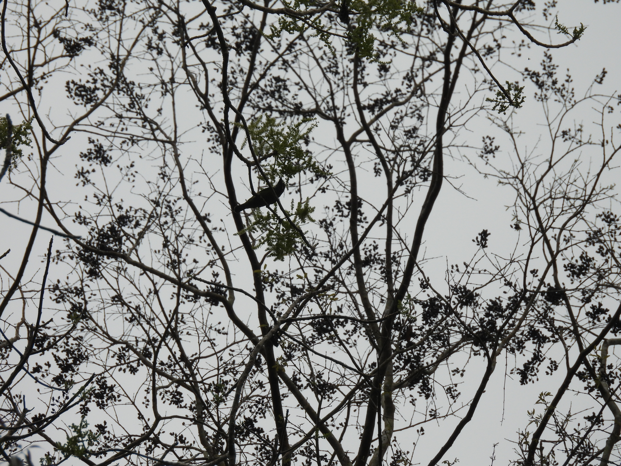 Black-eared Barbet (Psilopogon duvaucelii), photo 10