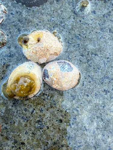 Lottia antillarum