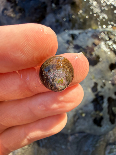 Tegula excavata observed 2026-03-13