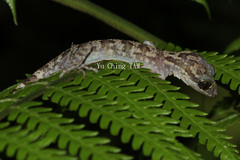 Cyrtodactylus