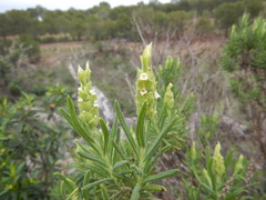 Lavandula viridis