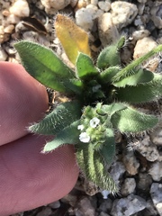 Cryptantha barbigera