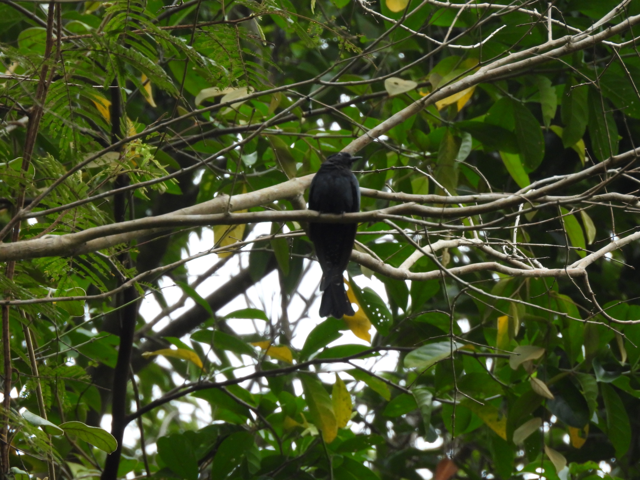 Square-tailed Drongo-Cuckoo (Surniculus lugubris), photo 10