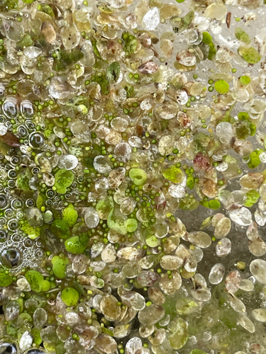 Columbian Watermeal (Wolffia columbiana)