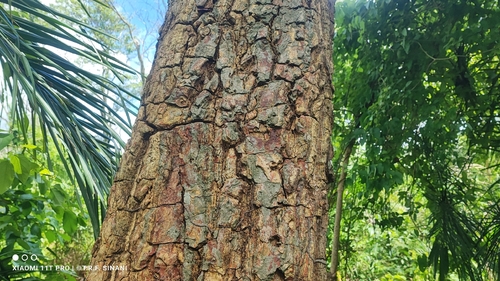 Erythrina mulungu, photograph 1