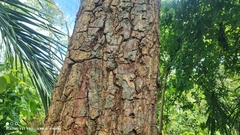 Erythrina mulungu, photograph Thomaz Ricardo Favreto Sinani, CC BY, iNaturalist via GBIF