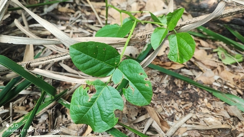 Erythrina mulungu, photograph 4