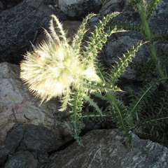 Cirsium funkiae