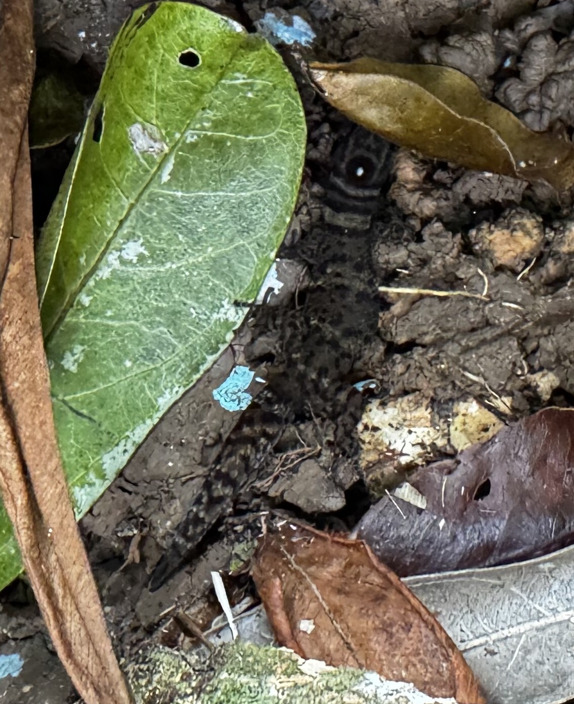 Guanaja Large-Scaled Geckolet photo 6