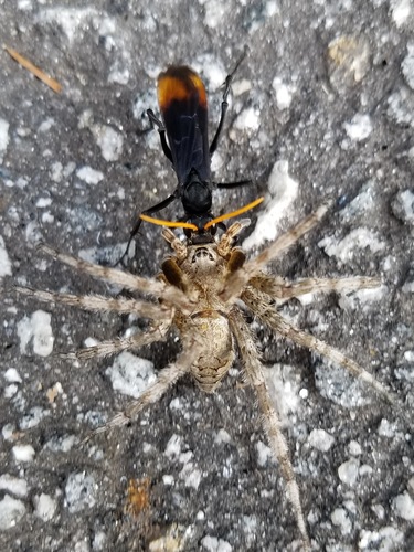 Eastern Tawny-horned Spider Wasp photo 4