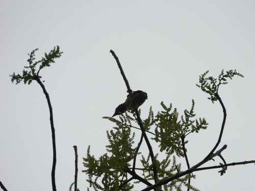 Black-eared Barbet (Psilopogon duvaucelii), photo 6