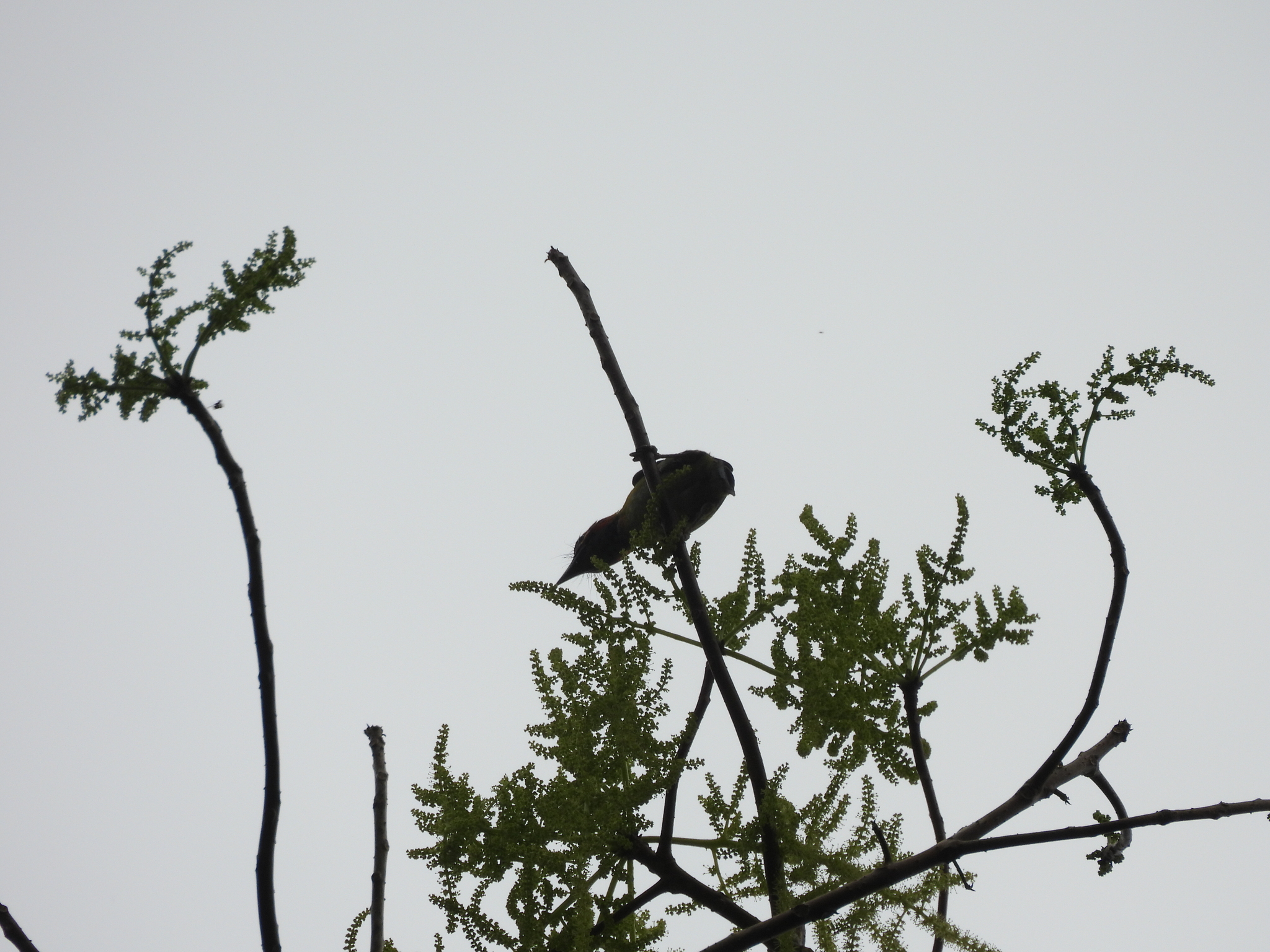 Black-eared Barbet (Psilopogon duvaucelii), photo 6