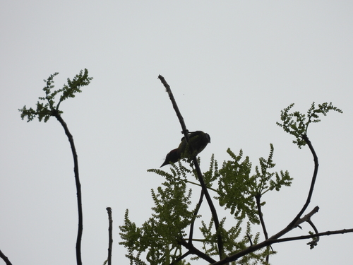 Black-eared Barbet (Psilopogon duvaucelii), photo 9