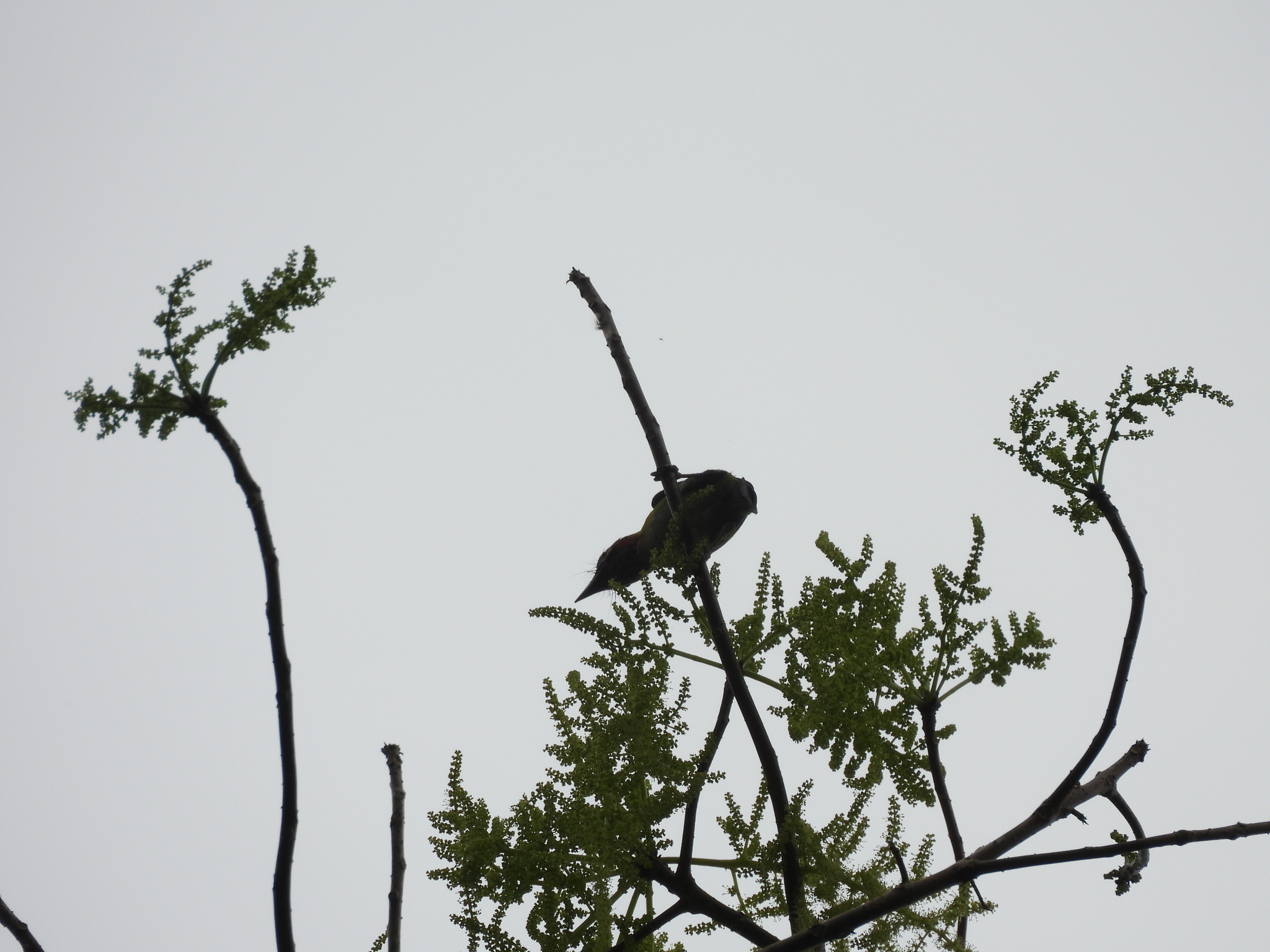 Black-eared Barbet (Psilopogon duvaucelii), photo 7