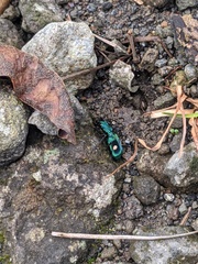 Pseudoxycheila tarsalis