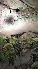 Megaphobema mesomelas