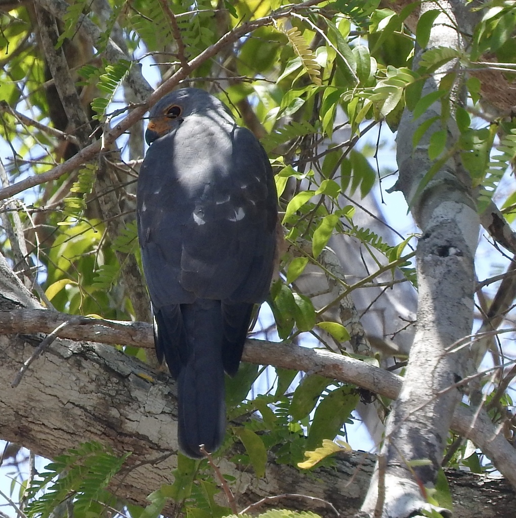 Variable Goshawk (Accipiter hiogaster) - Avian Discovery