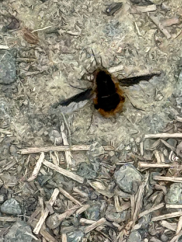 Unknown species found near Point Reyes National Seashore, Marin County, US-CA, US