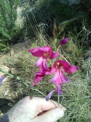 Gladiolus communis
