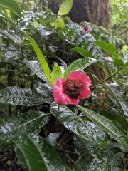 Palicourea chiriquiensis