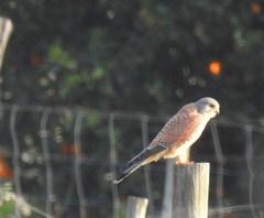 Falco tinnunculus tinnunculus