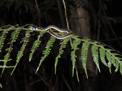 Rhabdophis chrysargoides