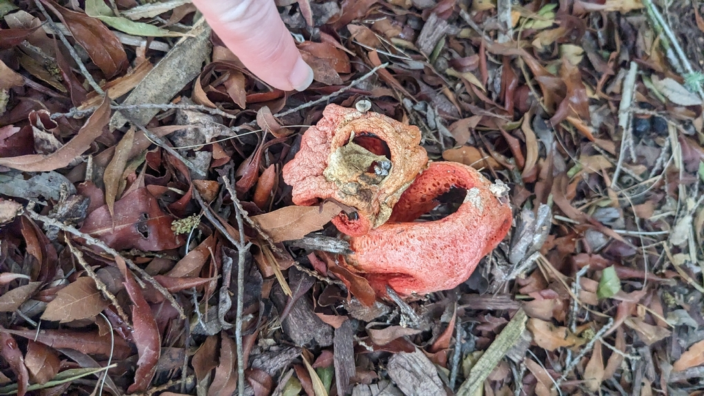 Clathrus columnatus · March 2026 · photo: © nonbinary-naturalist (iNaturalist, cc0)
