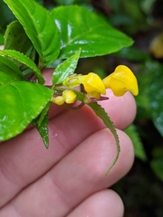 Burmeistera parviflora