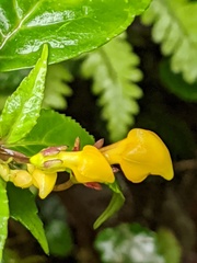 Burmeistera parviflora