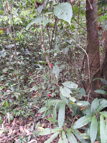 Cyclacanthus coccineus, photograph 6