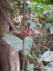 (c) Mark Clarke, some rights reserved (CC BY) Cyclacanthus coccineus, photograph (c) Mark Clarke, some rights reserved (CC BY)