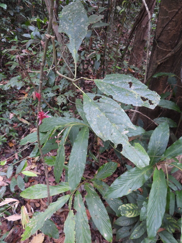Cyclacanthus coccineus, photograph 4