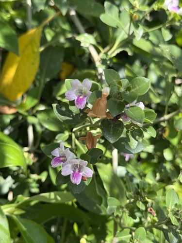 Bravaisia berlandieriana, photograph 5