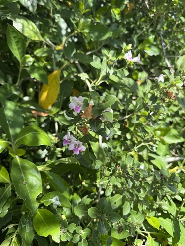 Bravaisia berlandieriana, photograph 6