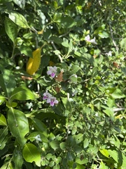 Bravaisia berlandieriana, photograph (c) Wes Anderson, some rights reserved (CC BY)